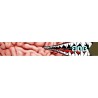 Gogle snowboardowe BOB Brain Washer HCS+TM